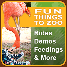 Fun Things to Zoo :: Rides, Demos, Feedings & More