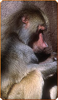 Hamadryas baboon