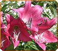 Crinum Bradley