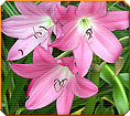 Crinum Ellen Bosanquet