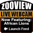 ZooView Live Webcam - African Lions