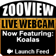ZooView Live Webcam - Koalas