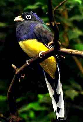 white-tailed trogon