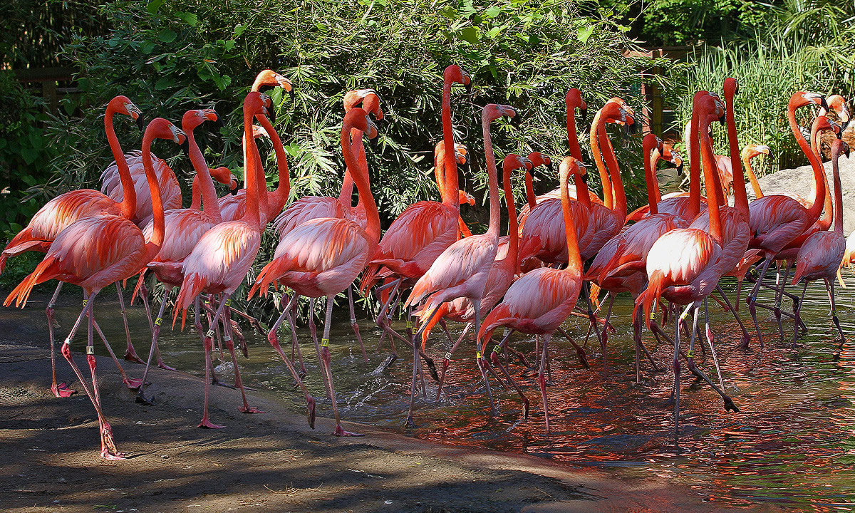 American Flamingo :: Riverbanks Zoo & Garden
