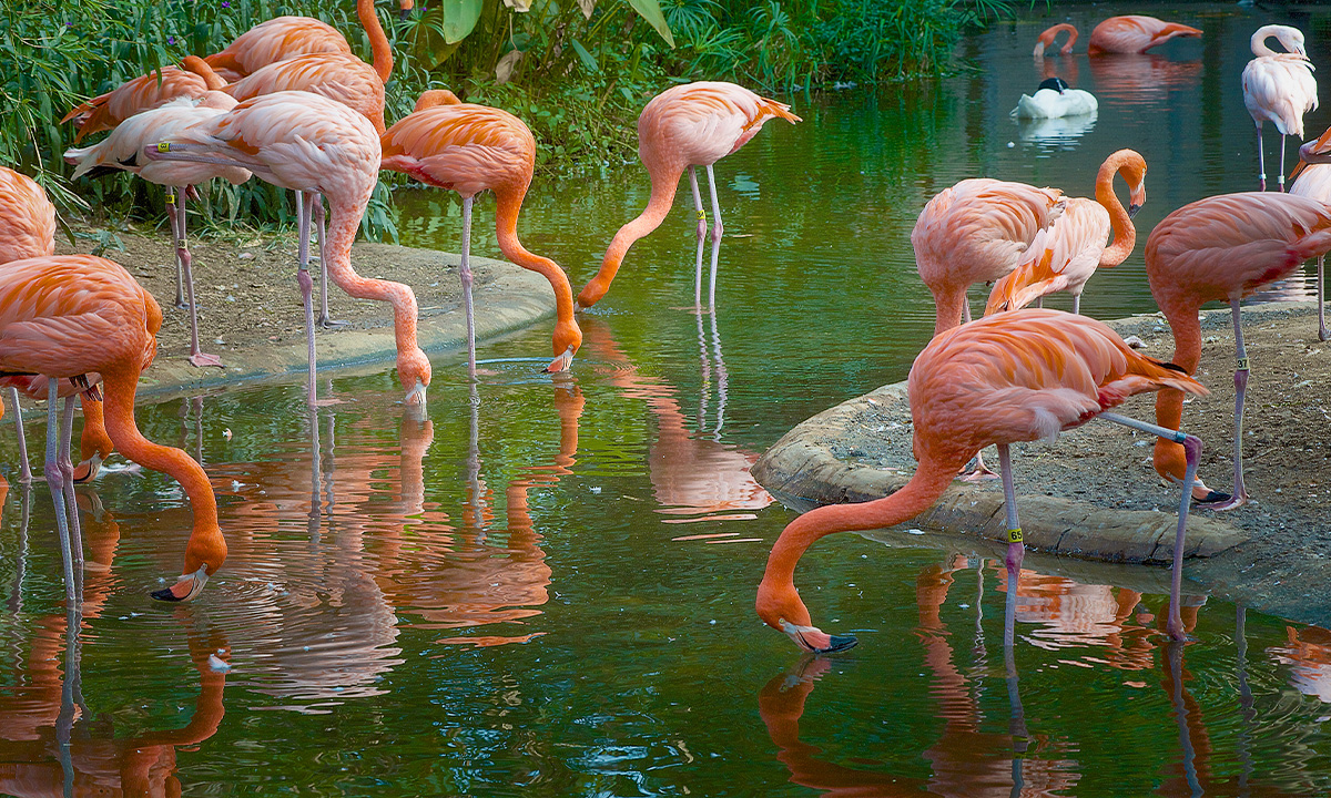 Birds riverbanks zoo garden