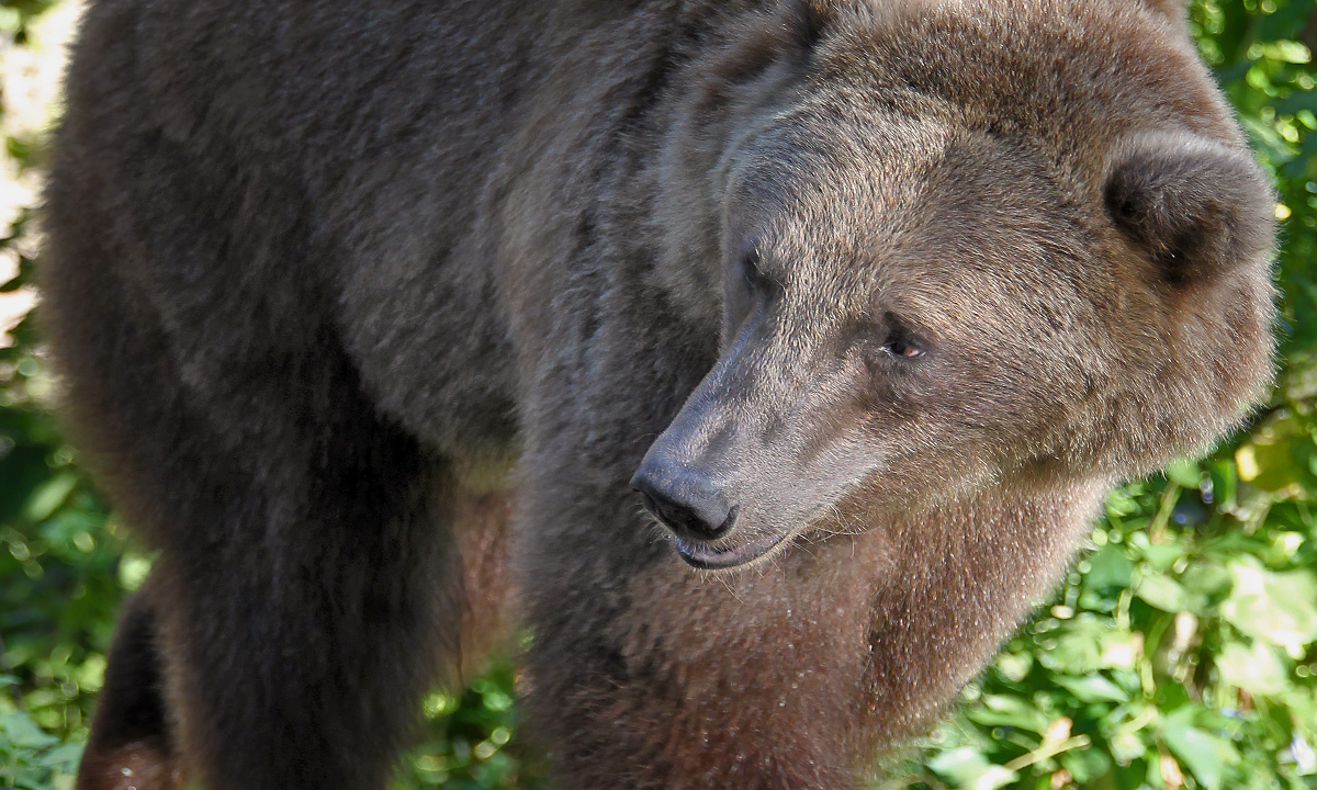 Grizzly Bear Riverbanks Zoo Garden grizzly-bear-riverbanks-zoo-garden