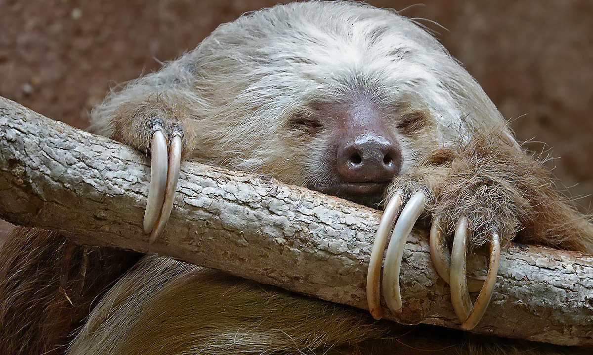 Toed Mader Hoffman’s Two-toed Sloth :: Riverbanks Zoo & Garden