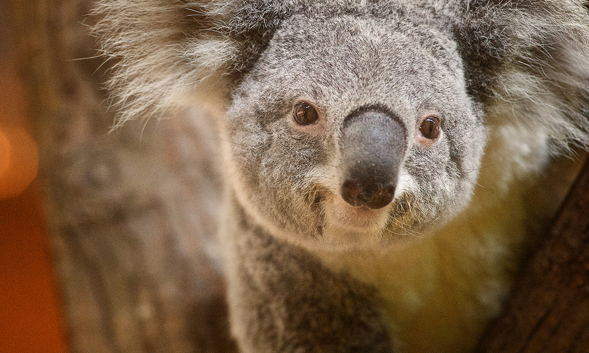 Koala :: Riverbanks Zoo & Garden