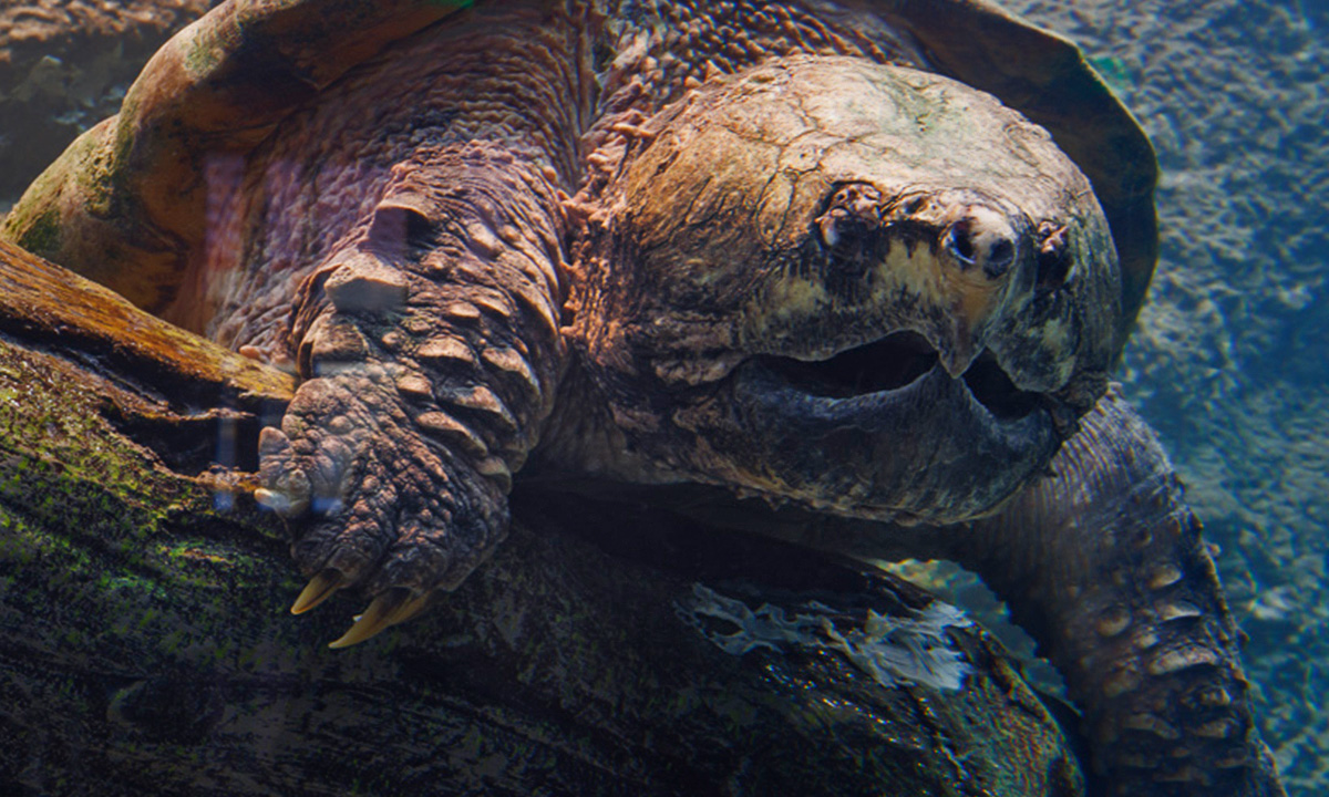 Alligator Snapping Turtle Riverbanks Zoo & Garden