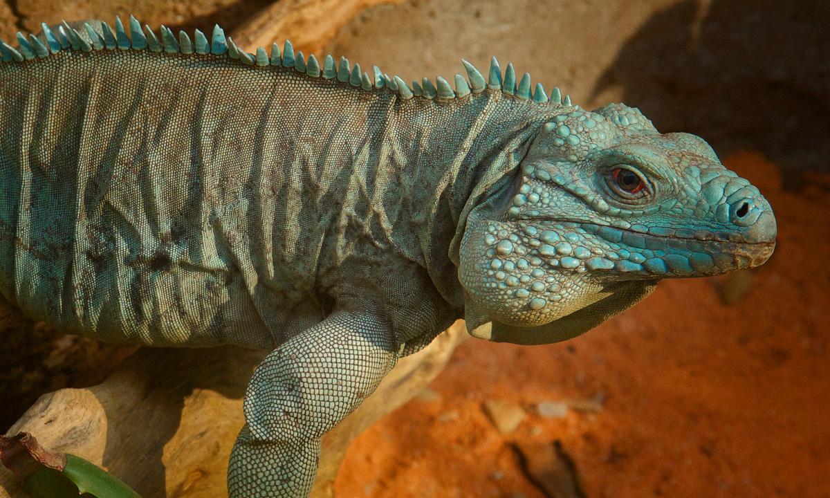 Cayman Island Blue Iguana :: Riverbanks Zoo & Garden