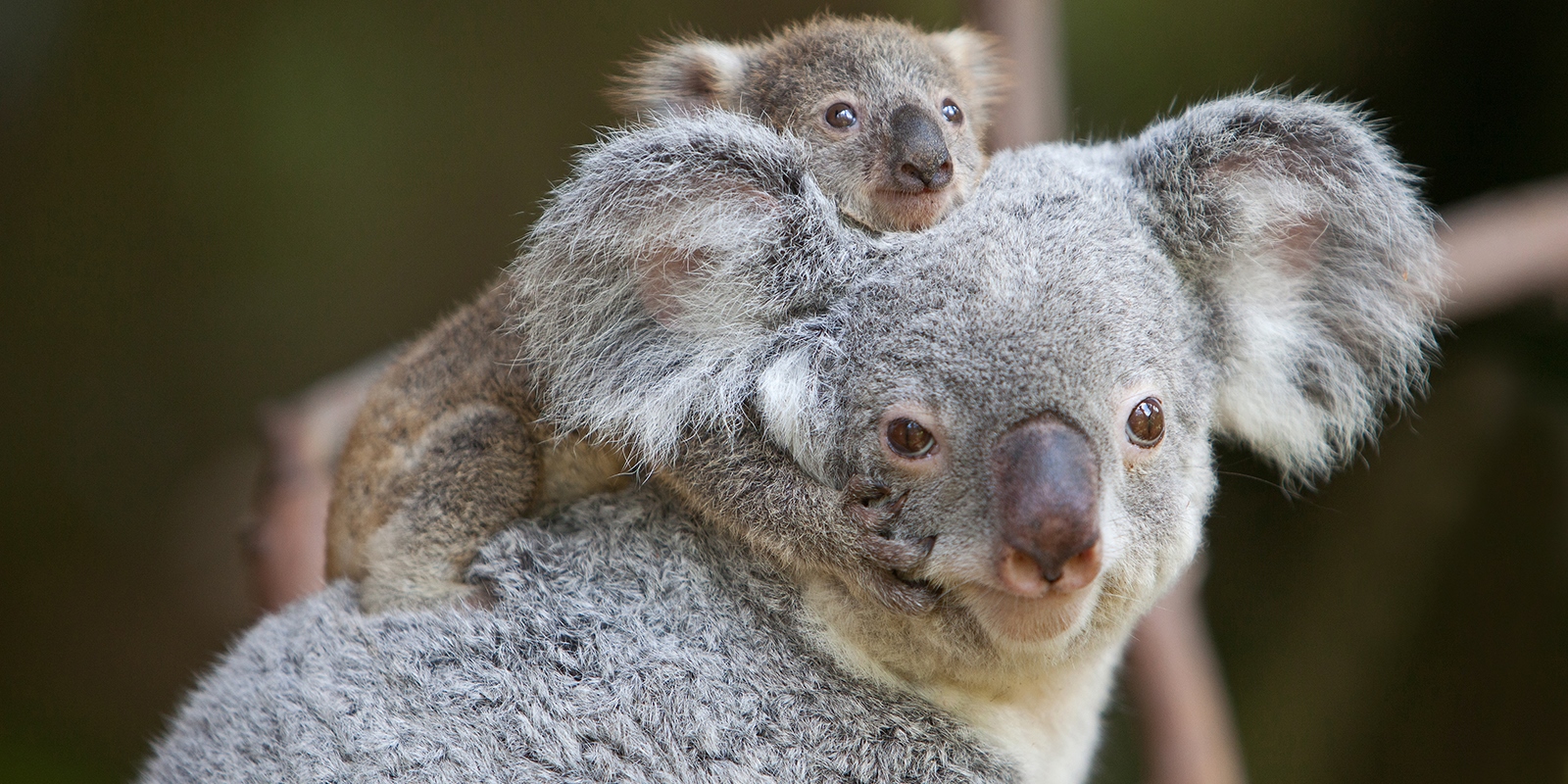 Riverbanks Zoo & Garden Columbia, South Carolina